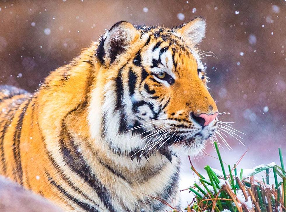 Mike The Tiger Enjoyed Today&#8217;s Snow At LSU [Pictures]