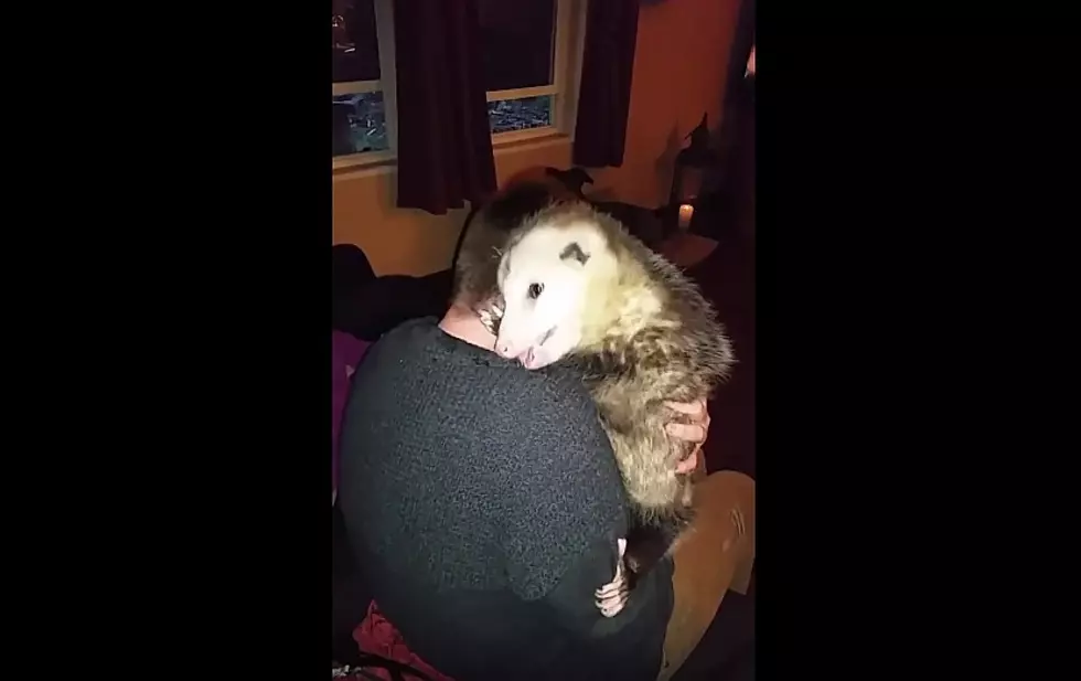 Rescued Possum Overjoyed When Reunited With Person Who Saved Him [Video]