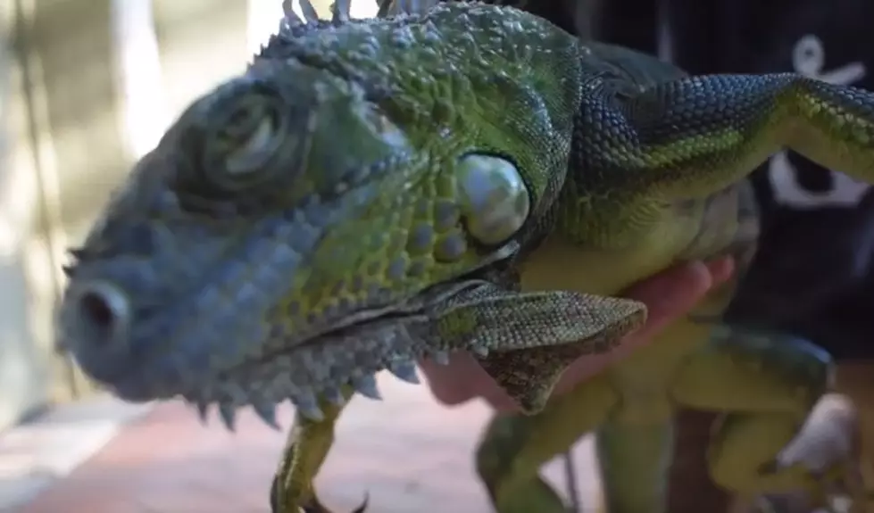 Freezing Temperatures Bring Falling Iguanas To Florida