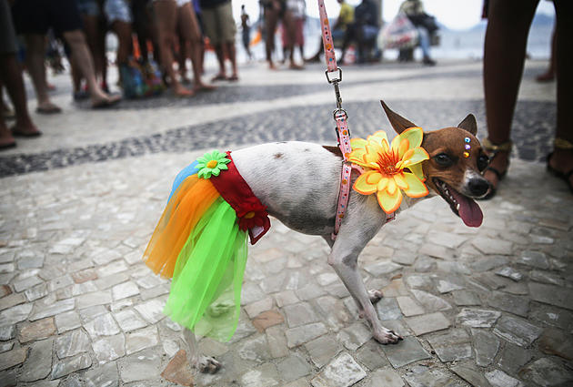 Ways to Celebrate National &#8216;Dress Up Your Pet&#8217; Day