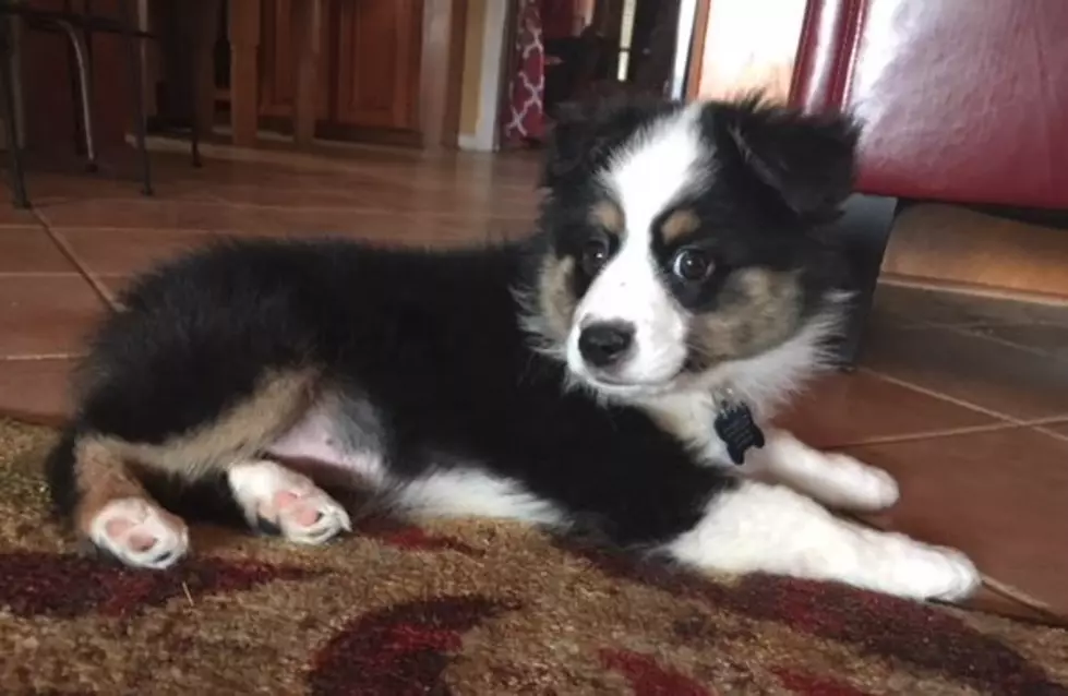 Puppy Training Fail Part 3 - Fetching Ain't Happening [Video]