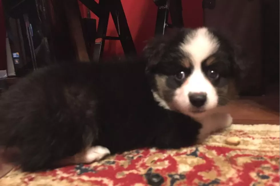 Puppy Training Fail – Fetching Gone Wrong [Video]