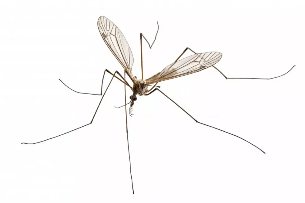 These Are Not Called Mosquito Hawks — So What Are They?