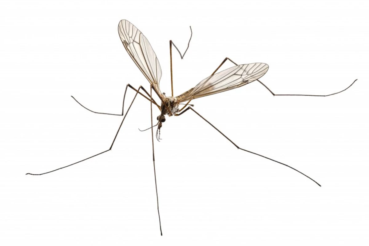 mosquito hawk, crane fly, do mosquito hawks eat mosquitoes, do mosquito .....