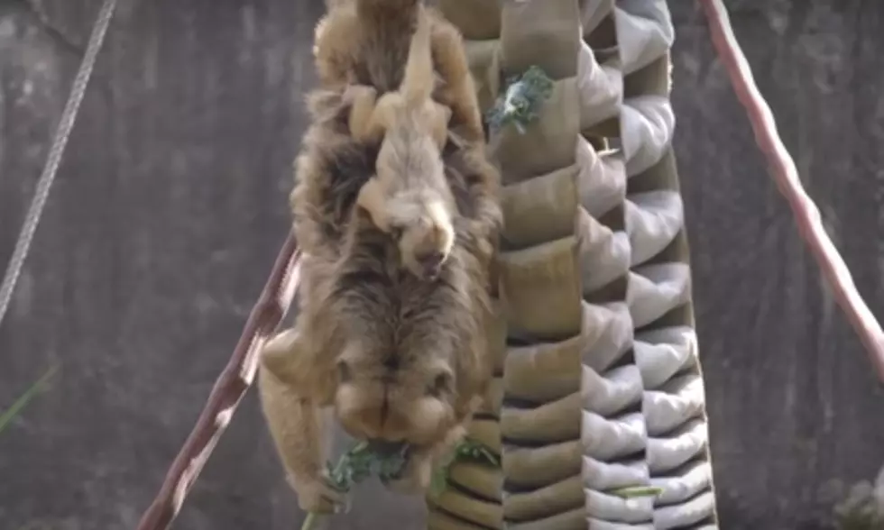 Audubon Zoo Introduces New Baby Howler Monkey