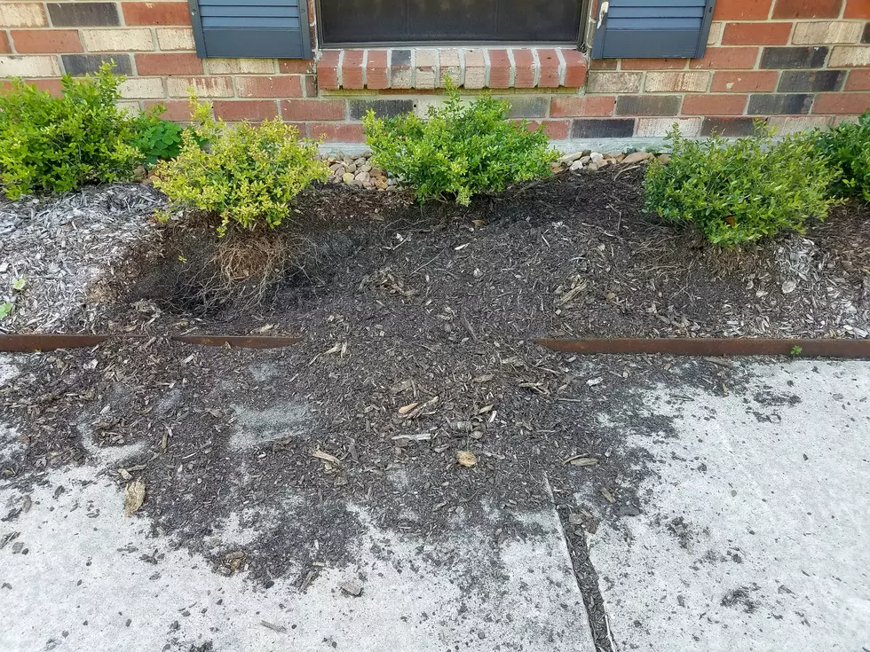 How Can I Stop My Cat From Digging Up My Mulch?