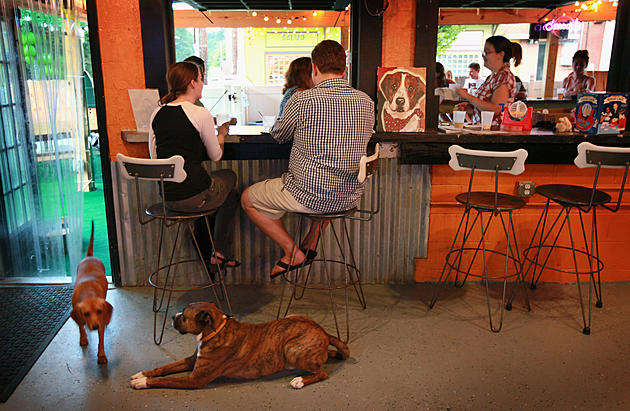 Yes, You Can Bring Your Dog to These Restaurants in Lafayette