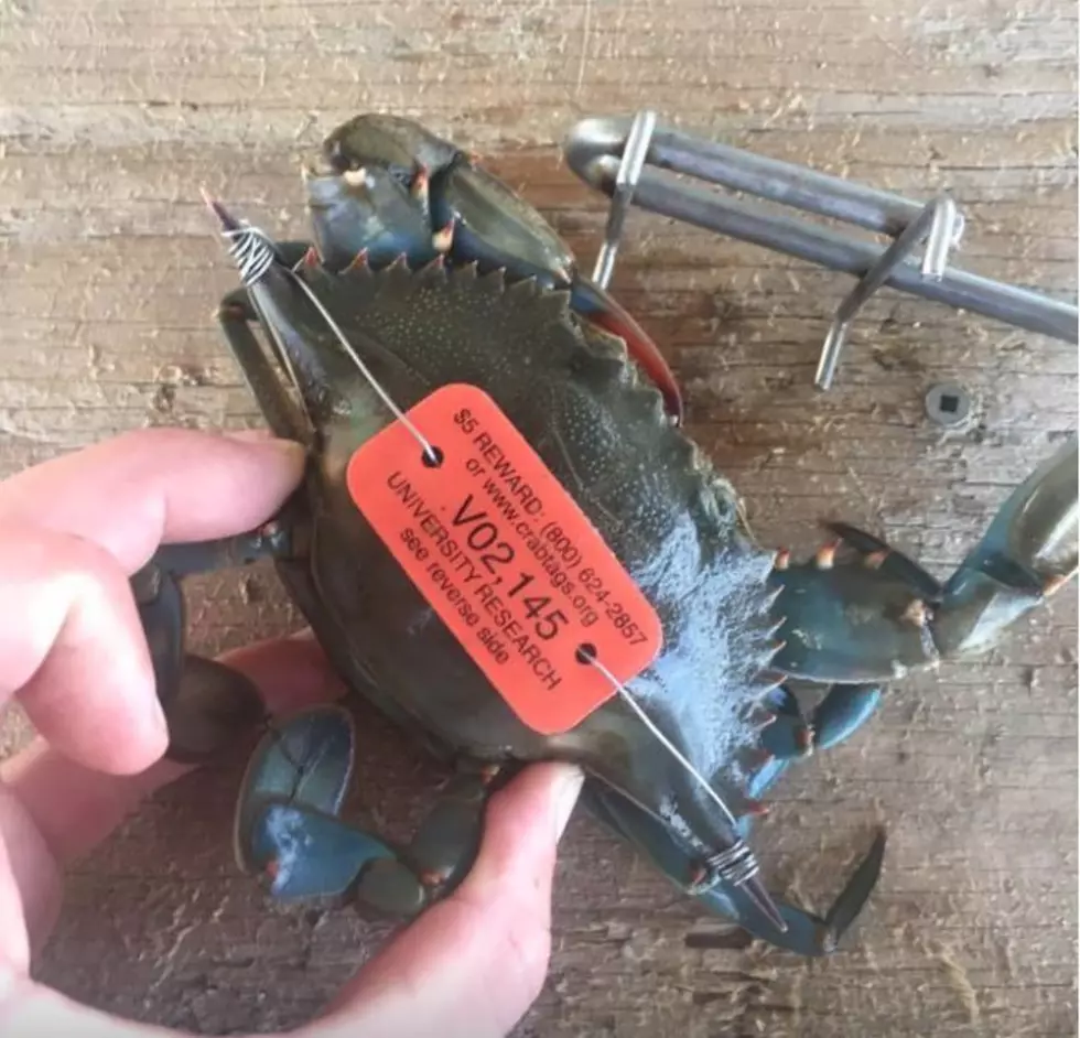 Going Crabbing? Look Out For Tags Worth Cash!