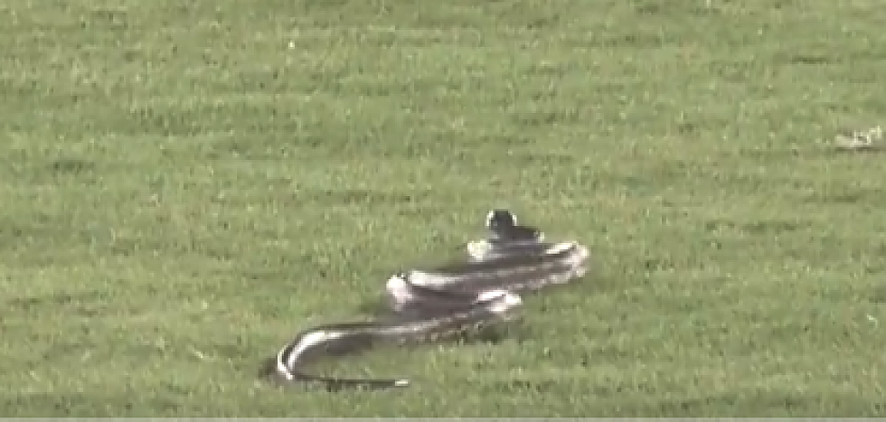 Snake Interrupts Baseball Game [Video]