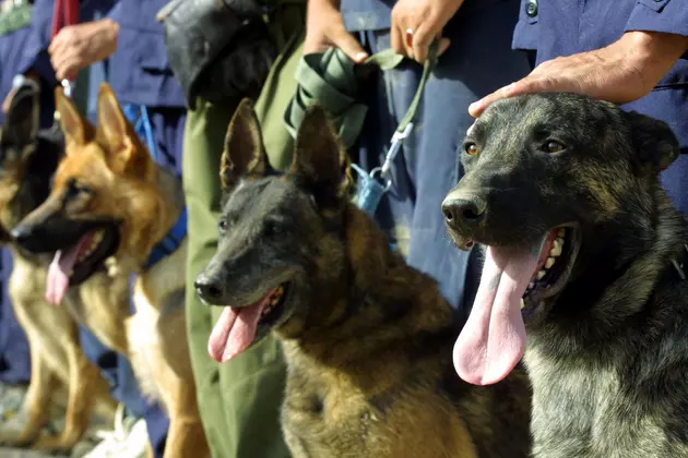 You Can Now Rent A Drug Sniffing Dog to Check Your Teen&#8217;s Room