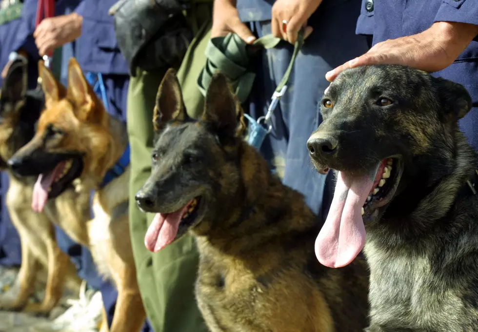 You Can Now Rent A Drug Sniffing Dog to Check Your Teen’s Room