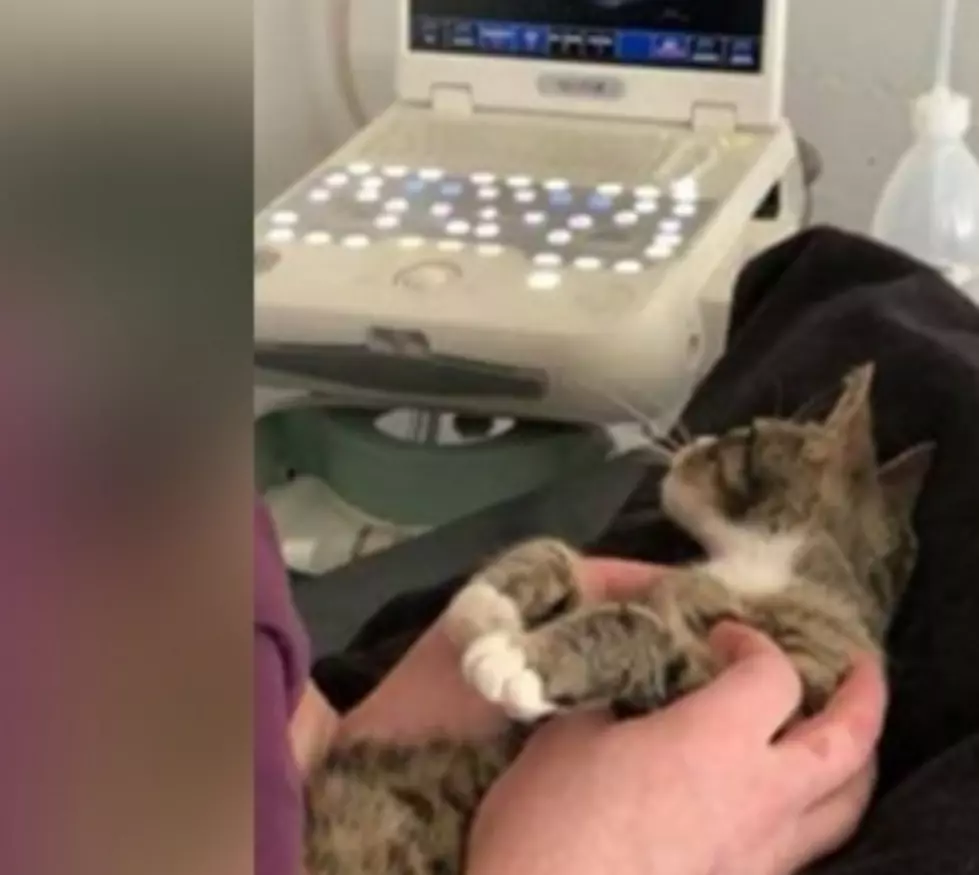 Cat’s Hilarious Reaction When Finding Out She’s Pregnant Goes Viral [Photo]