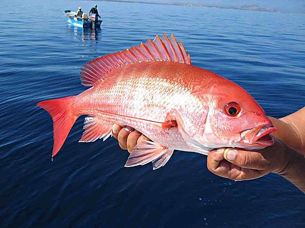 Recreational Red Snapper Season to Begin May 28th in Louisiana