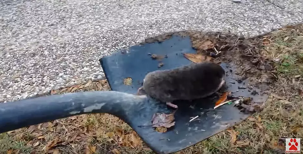 How to Catch a Mole [Video]