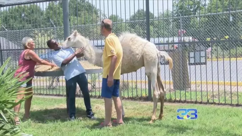Tiger Truck Stop in Grosse Tete Now Has a Camel