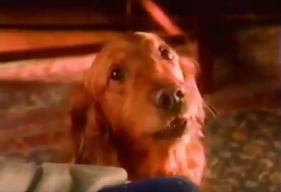 Bush’s Baked Beans Dog ‘Duke’ Dies After Battle With Cancer