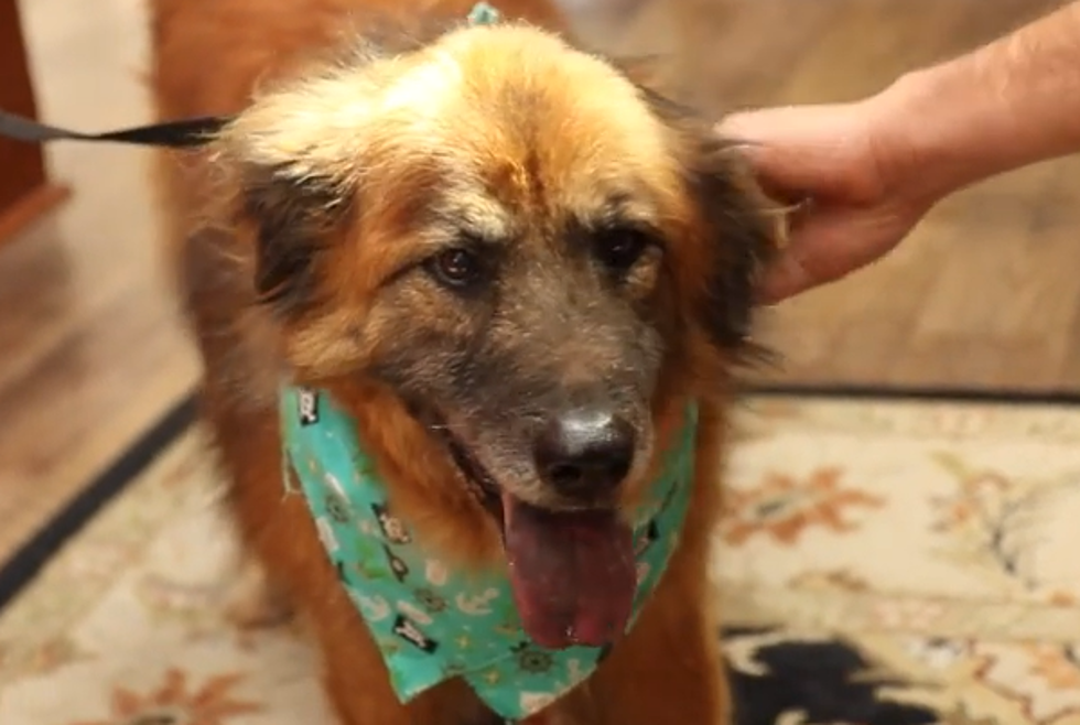 Help Us Find a Home for Dusty: Adopt-a-Dawg [Must Watch]