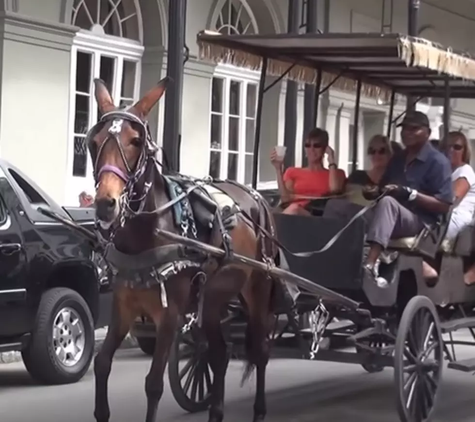 10 Injured When French Quarter Carriage Tips Over