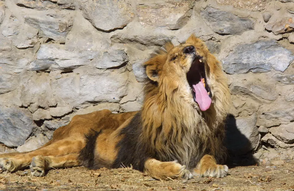 Petition Out to Shut Down Audubon Zoo After Jaguar Attack