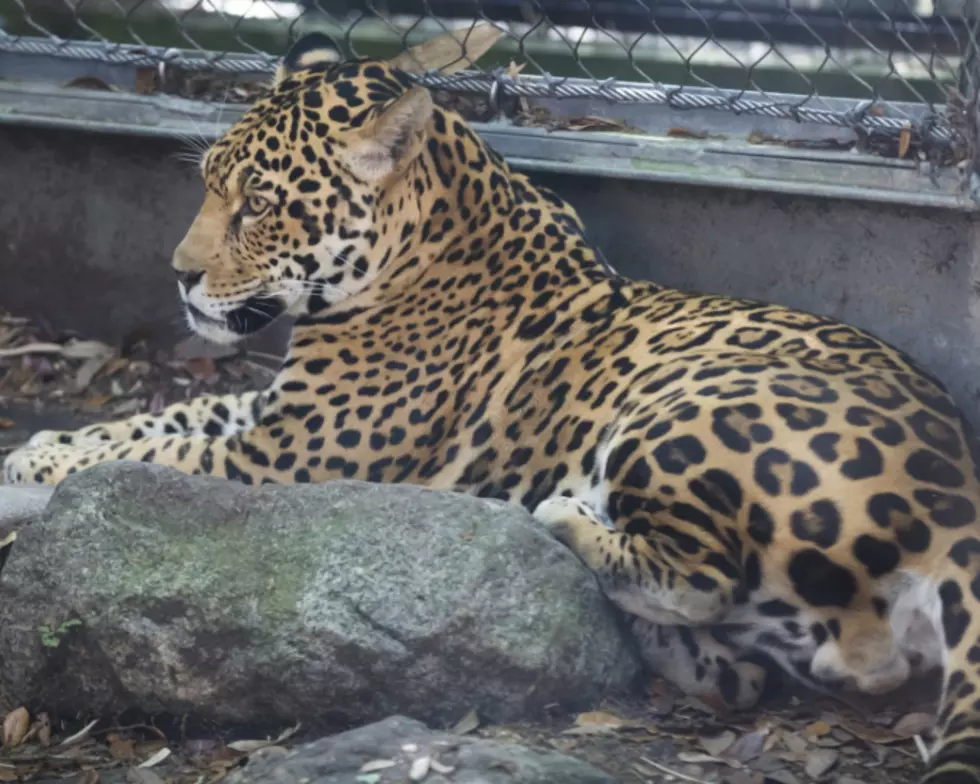 Audubon Zoo Reopens Jaguar Exhibit