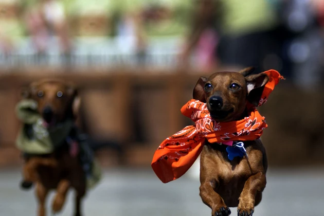 Wiener Dog Races and Best Hot Dog Cook-Off [VIDEO]