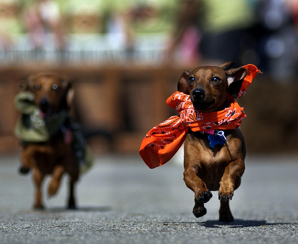 Wiener Dog Races and Best Hot Dog Cook-Off [VIDEO]