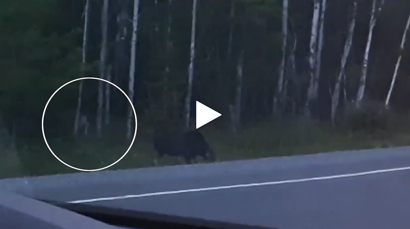 faceless creature stalking moose