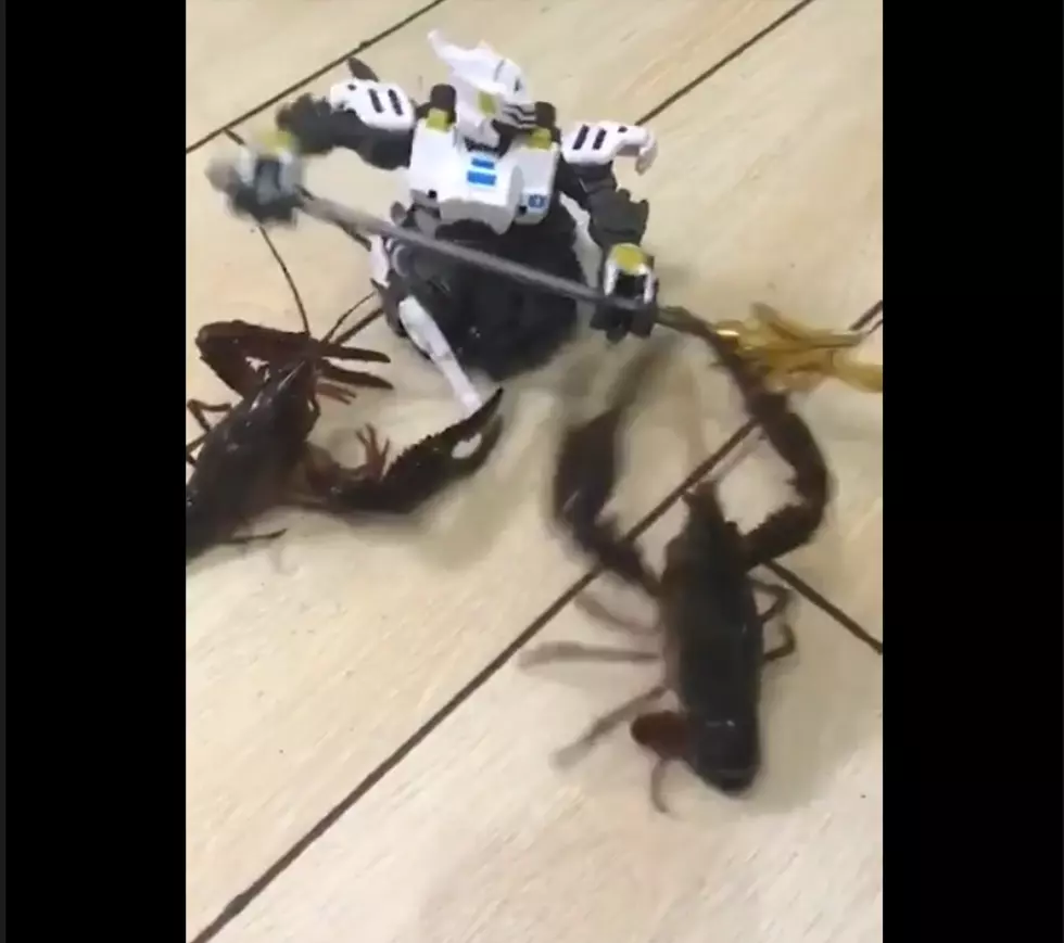 Crawfish Fight A Robot [Video]