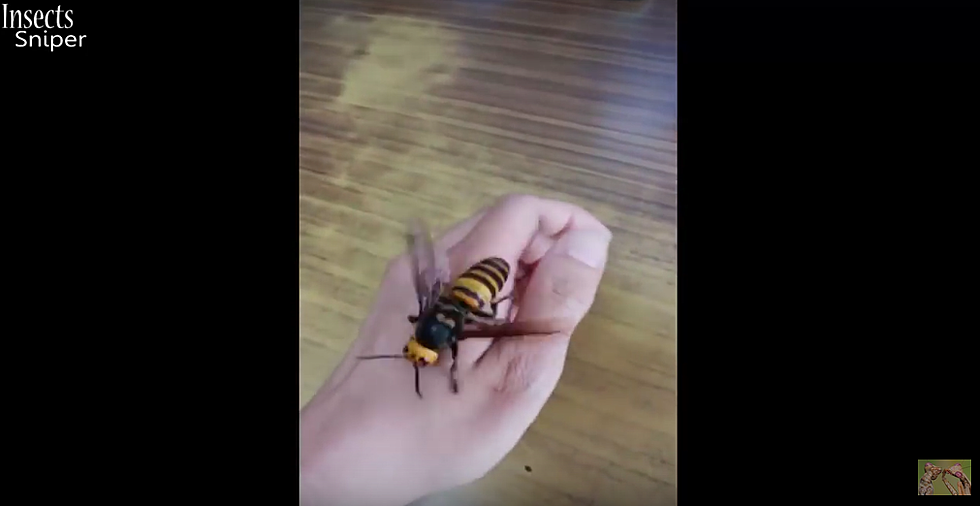 Guy Playing With Asian Giant Hornet Will Haunt Your Dreams [Video]