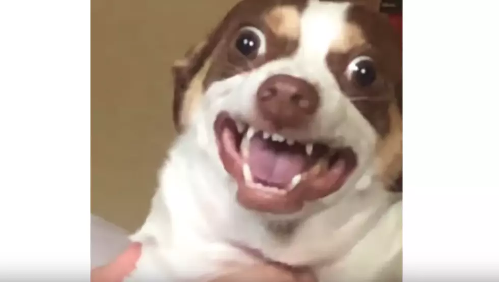 Let Mr. Bubz Take Over Your Day [Video]