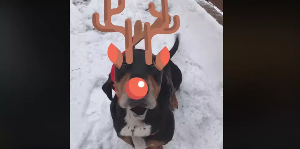 ‘Say BARK!’ App Lets You Send Out Great Animated Christmas Cards Of Your Dog [Video]