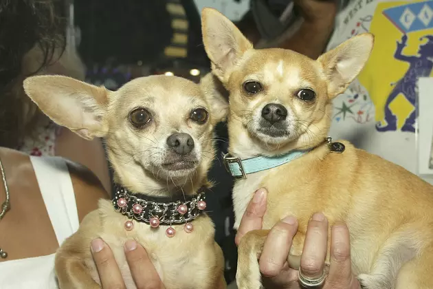 First Ever Pet Friendly Theater Opens [VIDEO]