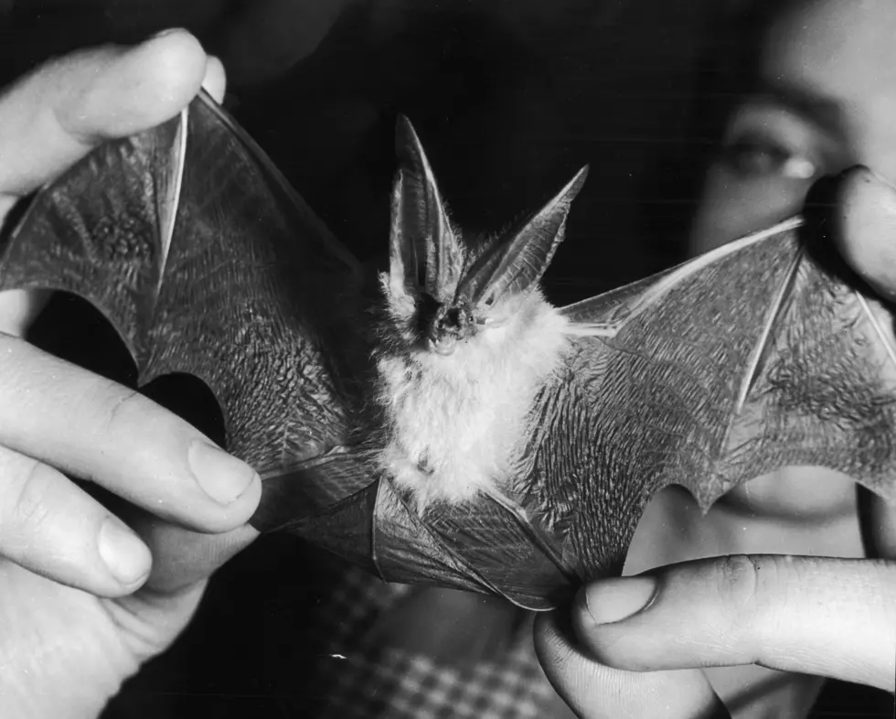 Gueydan High Closed Due To Bat Infestation