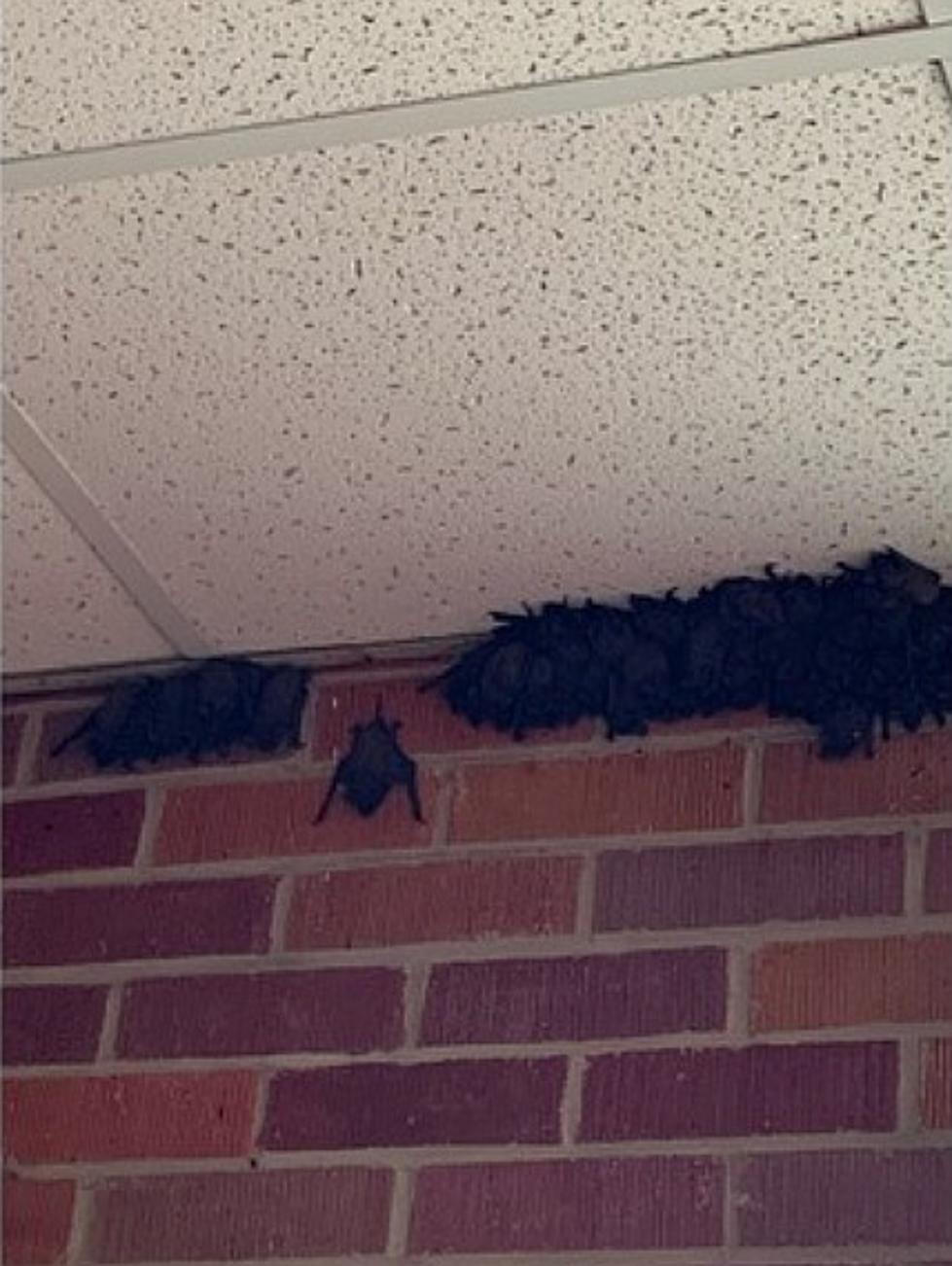 Gueydan High Closed Due To Bat Infestation