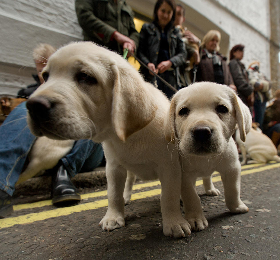 UPS Driver Shares Pics of Dogs on His Route, and It&#8217;s Awesome