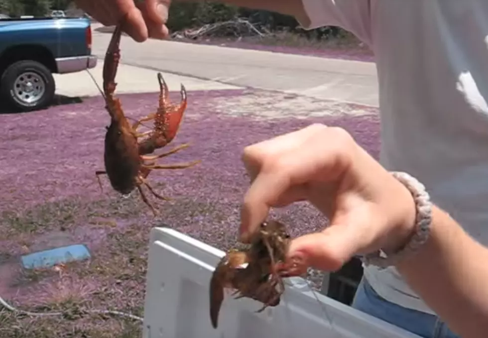 Experts Weigh In On Louisiana&#8217;s Disappointing Crawfish Season