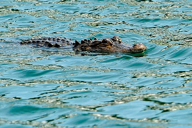 Alligator Spotted on Florida Beach During Spring Break