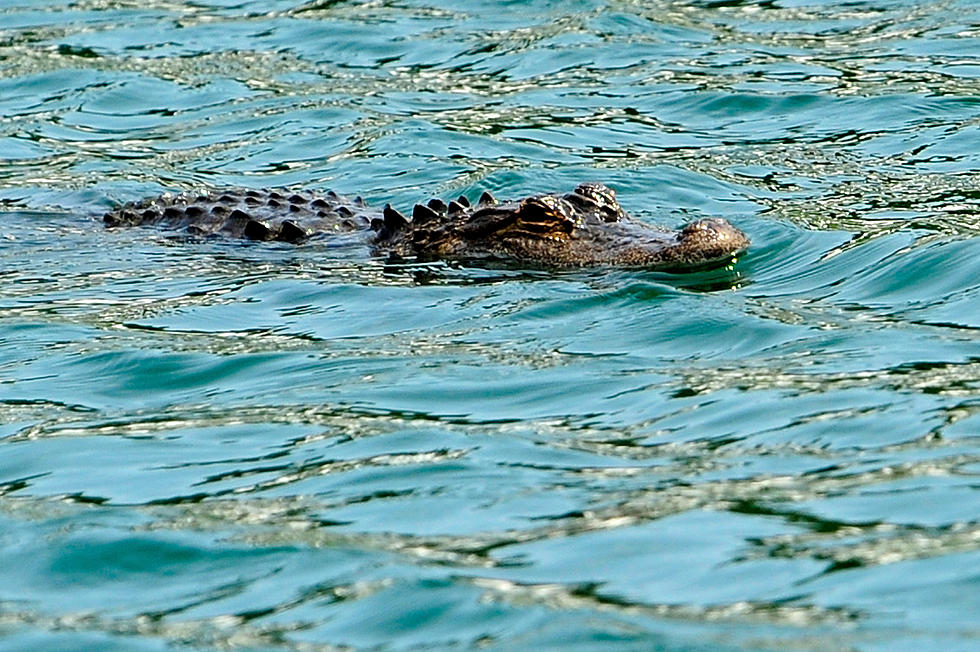 Alligator Spotted on Florida Beach During Spring Break