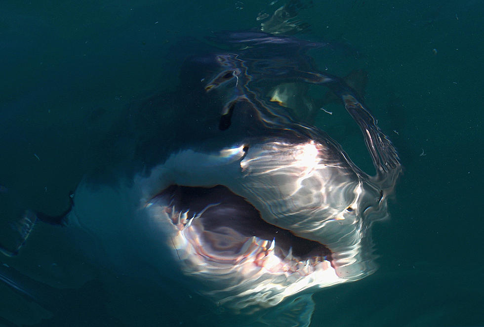 Great White Shark Spotted, Has His Own Twitter Account [VIDEO]