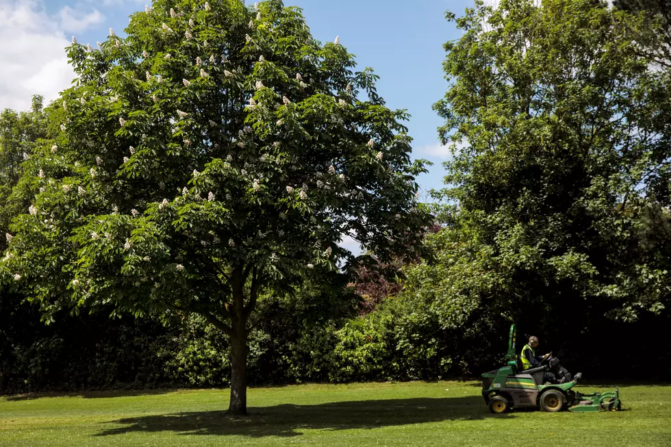 Local Lawn Co. Helps Woman Seen Cutting Grass With Scissors