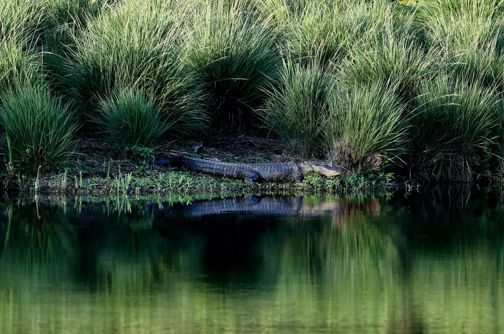 Here&#8217;s Where To Spot Real Alligators in Louisiana