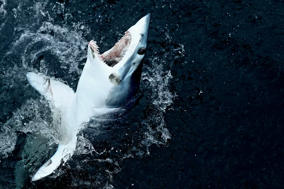 ‘Shark Week’ Wraps Up Filming in Destin [VIDEO]