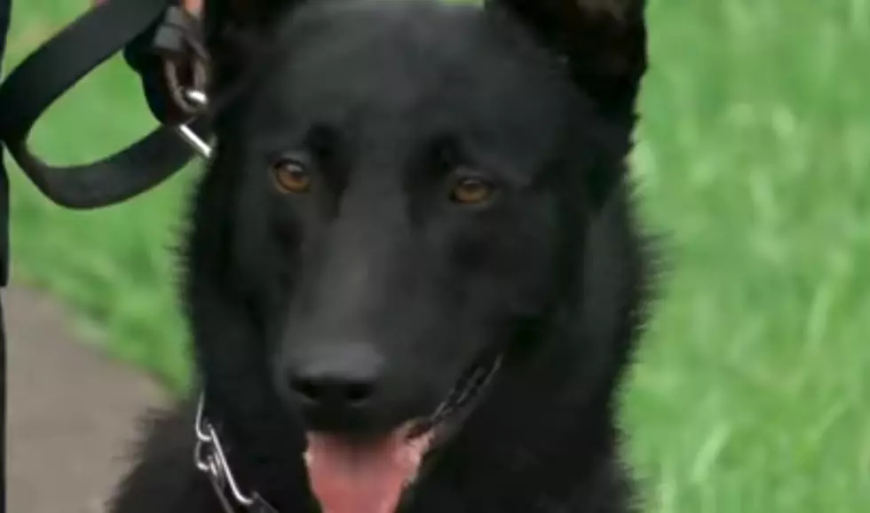 Lafayette Police Officer Likes Belly Rubs And Laying On The Couch