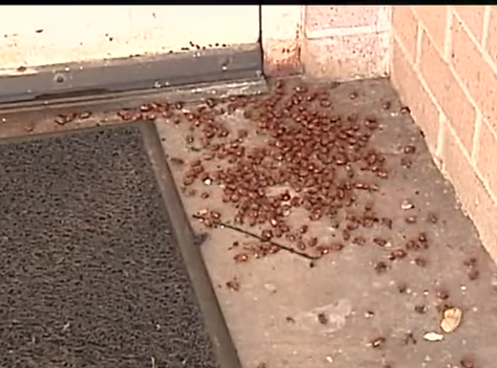 June Bugs Are Everywhere In Louisiana, But Are They Dangerous?