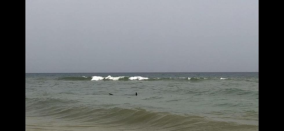 Hammerhead Shark Spotted on Navarre Beach