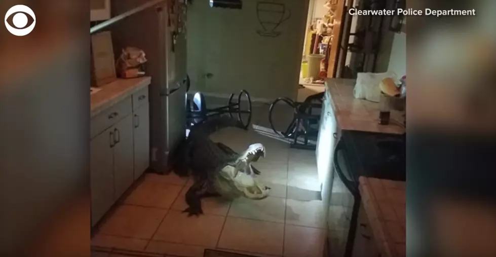 Monster Alligator Breaks Into Woman’s House [Video]