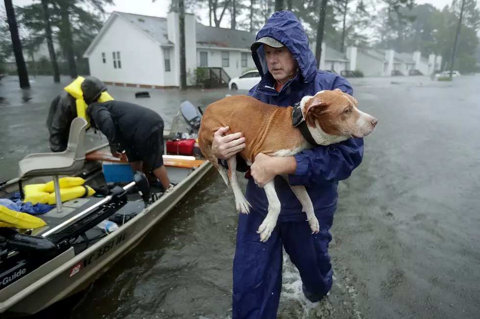 Pet Disaster Prep Kit, Here’s What You Need