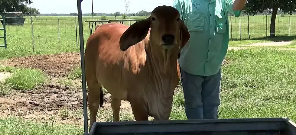Louisiana’s First Cloned Cow Lives In Church Point [Video]