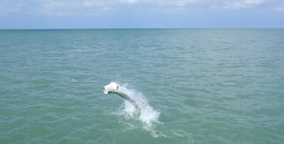 DJ Rhett Gets You Ready for Tarpon Rodeo with Fantastic Parody of Garth Brooks’ Song ‘Rodeo’