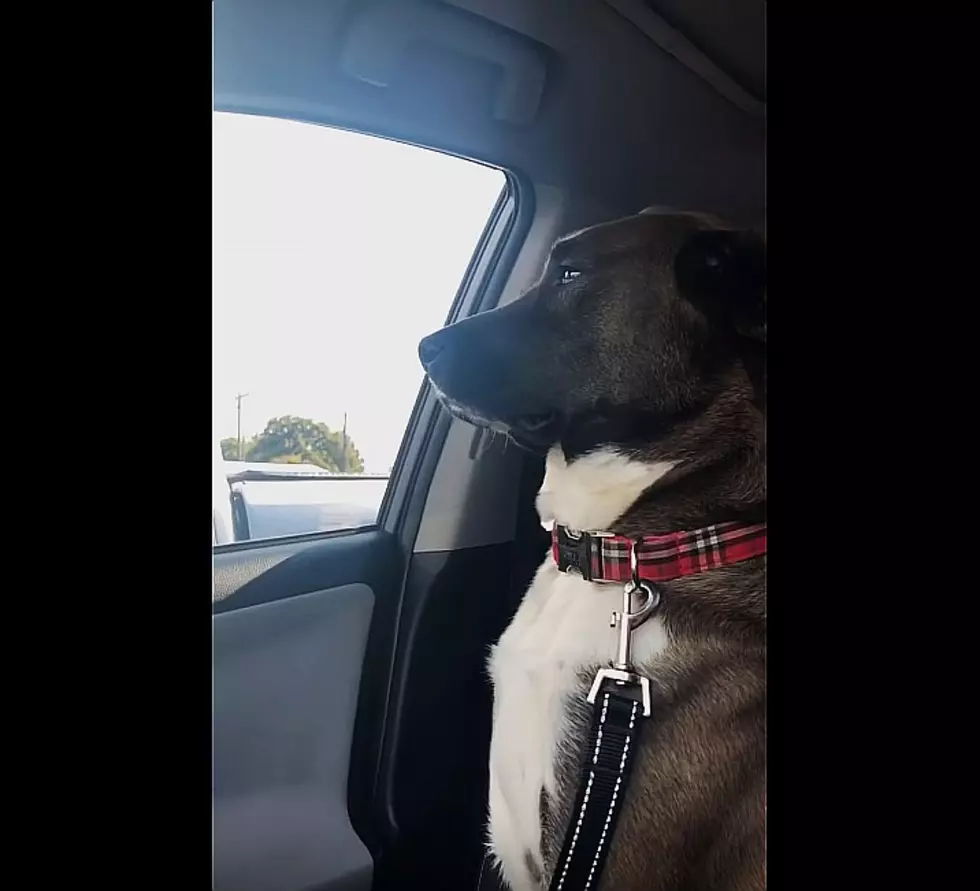 Fritz The Dog Hilariously Won’t Even Look At His Owner After Dentist Visit [Video]